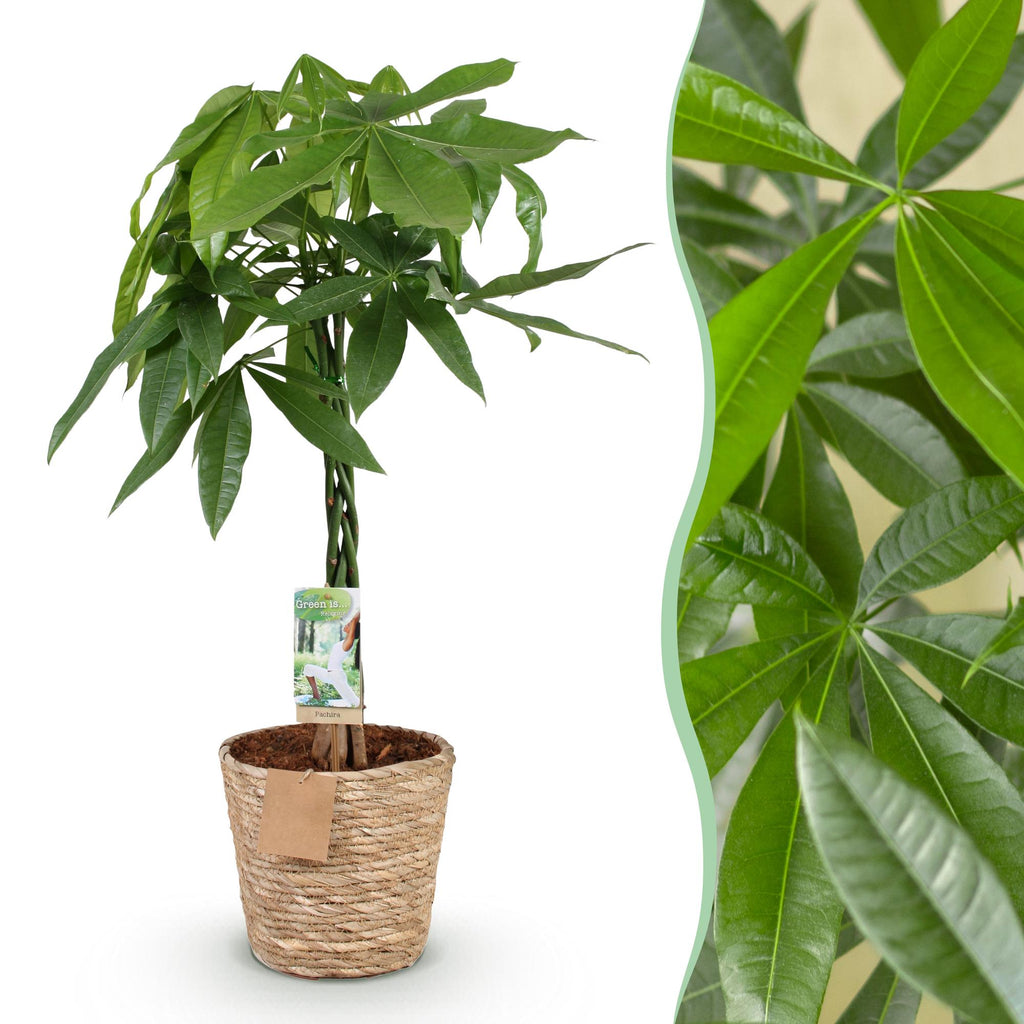 Pachira Aquatica mit geflochtenem Stamm – 80-90cm – 21cm – Inklusive Korb – Pflegeleichter Geldbaum – Luftreinigende Grünpflanze
