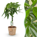 Pachira Aquatica mit geflochtenem Stamm – 80-90cm – 21cm – Inklusive Korb – Pflegeleichter Geldbaum – Luftreinigende Grünpflanze