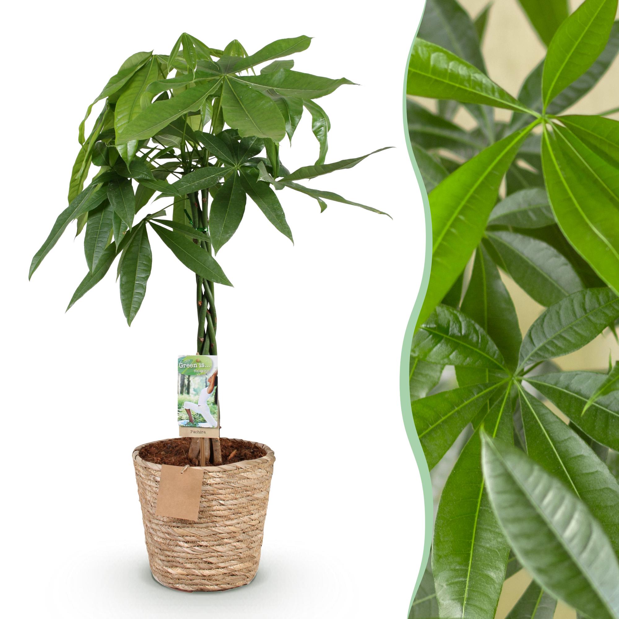 Pachira Aquatica mit geflochtenem Stamm – 80-90cm – 21cm – Inklusive Korb – Pflegeleichter Geldbaum – Luftreinigende Grünpflanze