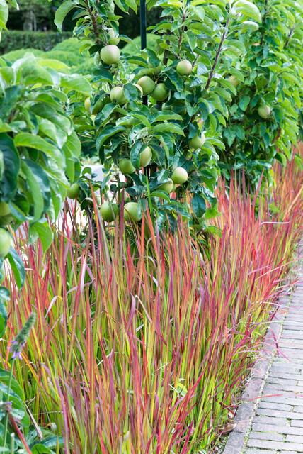 Japanisches Blutgras Imperata cylindrica 'Red Baron' – ↕10-25cm – Ø9cm – 6 Pflanzen – Winterhartes Ziergras mit roten Blattspitzen