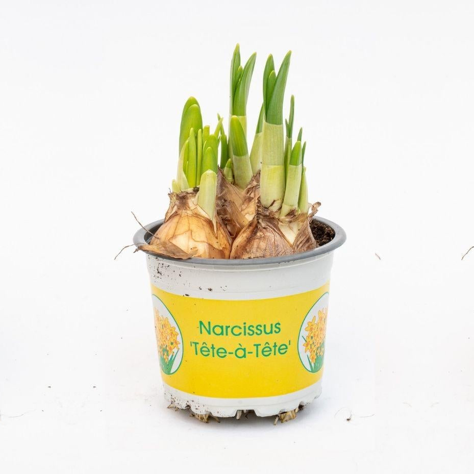 Narcissus Tête-à-Tête Narzisse Ø9cm – Höhe 15-20cm – gelbe Frühlingsblüher Zwiebelpflanze – pflegeleicht für Fensterbank, Tischdeko & offene Terrarien