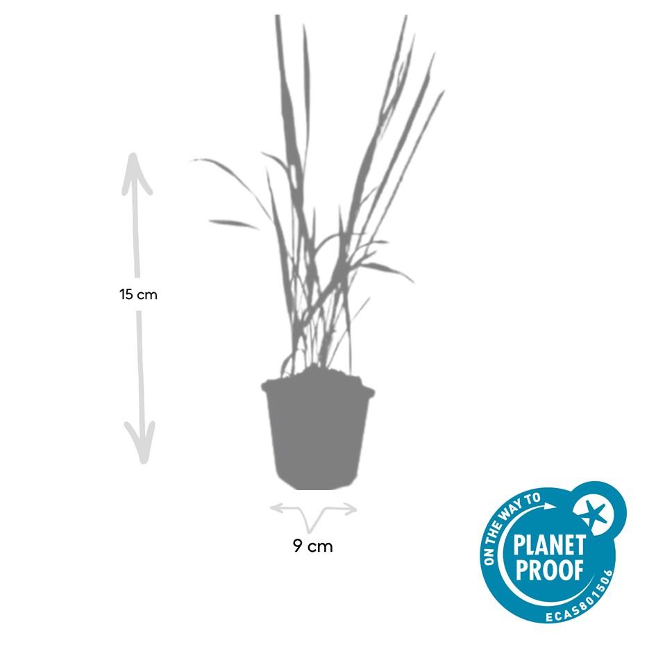 Japanisches Blutgras Imperata cylindrica 'Red Baron' – ↕10-25cm – Ø9cm – 6 Pflanzen – Winterhartes Ziergras mit roten Blattspitzen