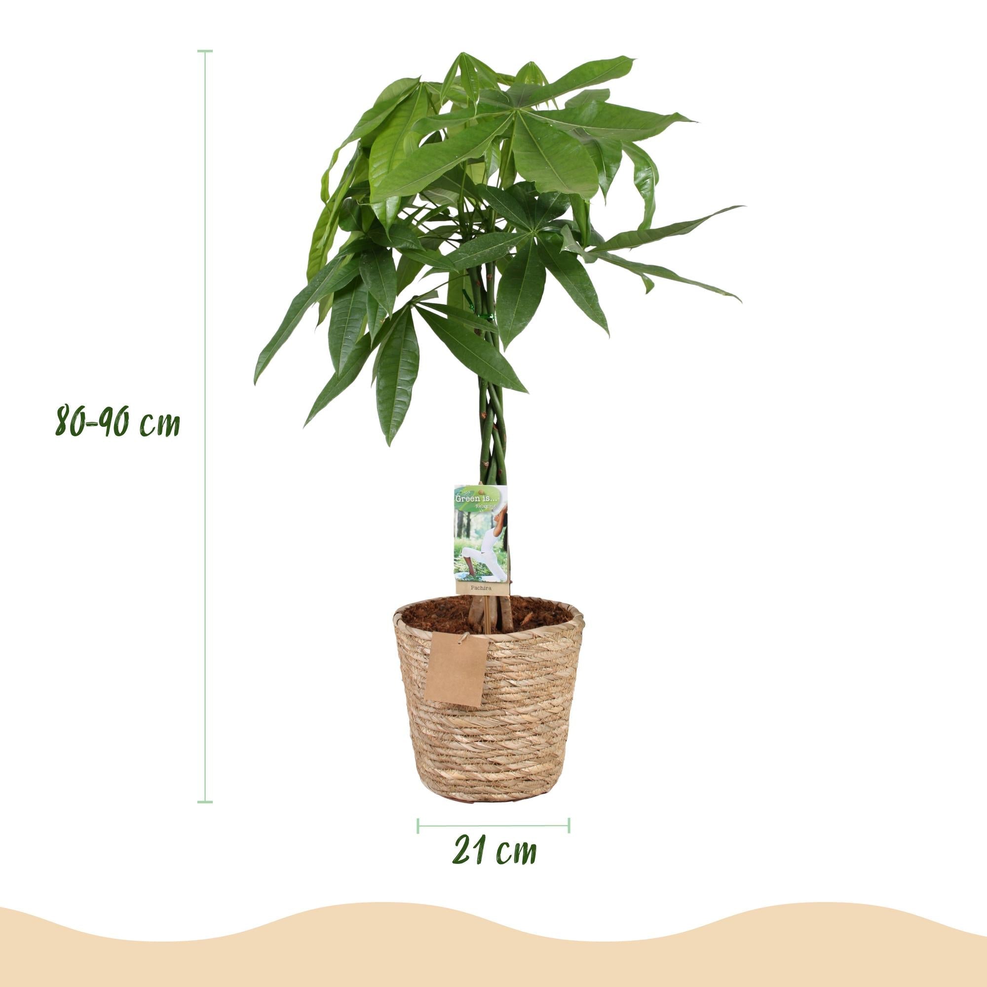 Pachira Aquatica mit geflochtenem Stamm – 80-90cm – 21cm – Inklusive Korb – Pflegeleichter Geldbaum – Luftreinigende Grünpflanze