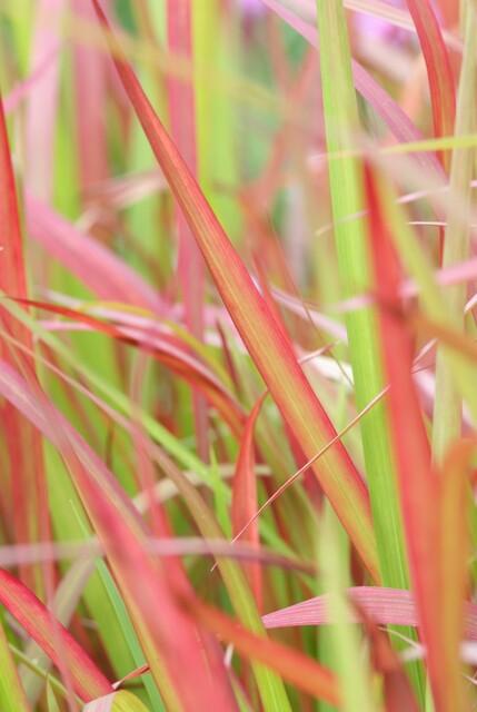 Japanisches Blutgras Imperata cylindrica 'Red Baron' – ↕10-25cm – Ø9cm – 6 Pflanzen – Winterhartes Ziergras mit roten Blattspitzen