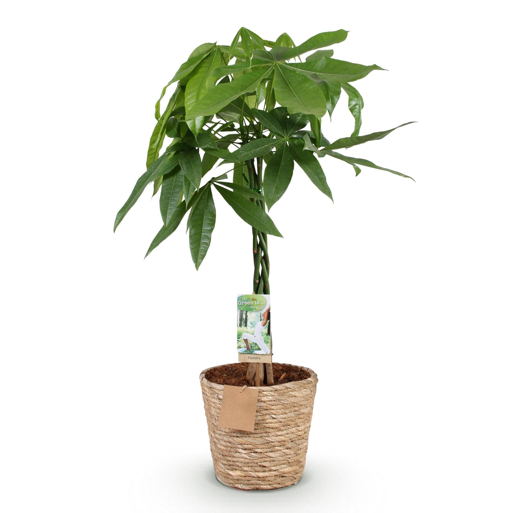 Pachira Aquatica mit geflochtenem Stamm – 80-90cm – 21cm – Inklusive Korb – Pflegeleichter Geldbaum – Luftreinigende Grünpflanze
