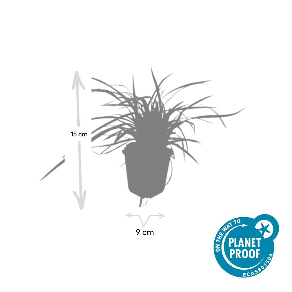 Goldrand Segge Carex morrowii 'Aureovariegata' – ↕10-25cm – Ø9cm – 6 Pflanzen – Immergrünes Ziergras & Bodendecker – Winterhart & pflegeleicht
