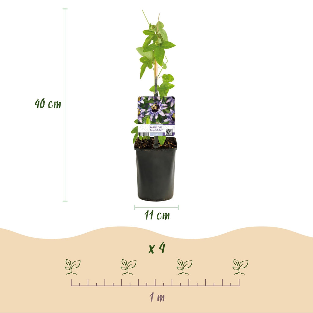 Passionsblume Passiflora Rainbow – 4 Pflanzen 11cm – ca. 40cm hoch – Exotische Kletterpflanze mit rosa, weißen & lila Blüten – Pflegeleicht für Garten, Terrasse & Balkon