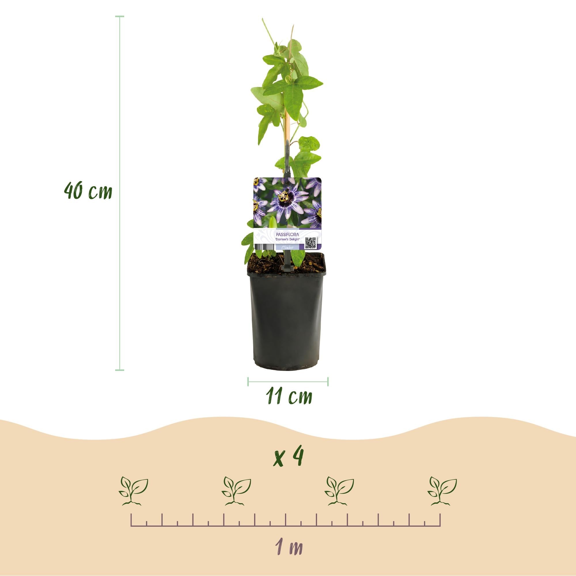 Passionsblume Passiflora Rainbow – 4 Pflanzen 11cm – ca. 40cm hoch – Exotische Kletterpflanze mit rosa, weißen & lila Blüten – Pflegeleicht für Garten, Terrasse & Balkon