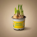 Narcissus Tête-à-Tête Narzisse Ø9cm – Höhe 15-20cm – gelbe Frühlingsblüher Zwiebelpflanze – pflegeleicht für Fensterbank, Tischdeko & offene Terrarien