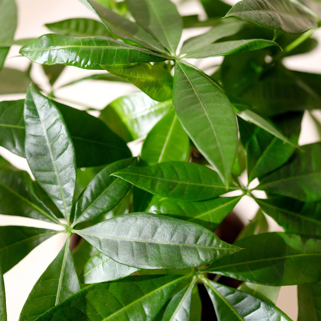 Pachira Aquatica mit geflochtenem Stamm – 80-90cm – 21cm – Inklusive Korb – Pflegeleichter Geldbaum – Luftreinigende Grünpflanze