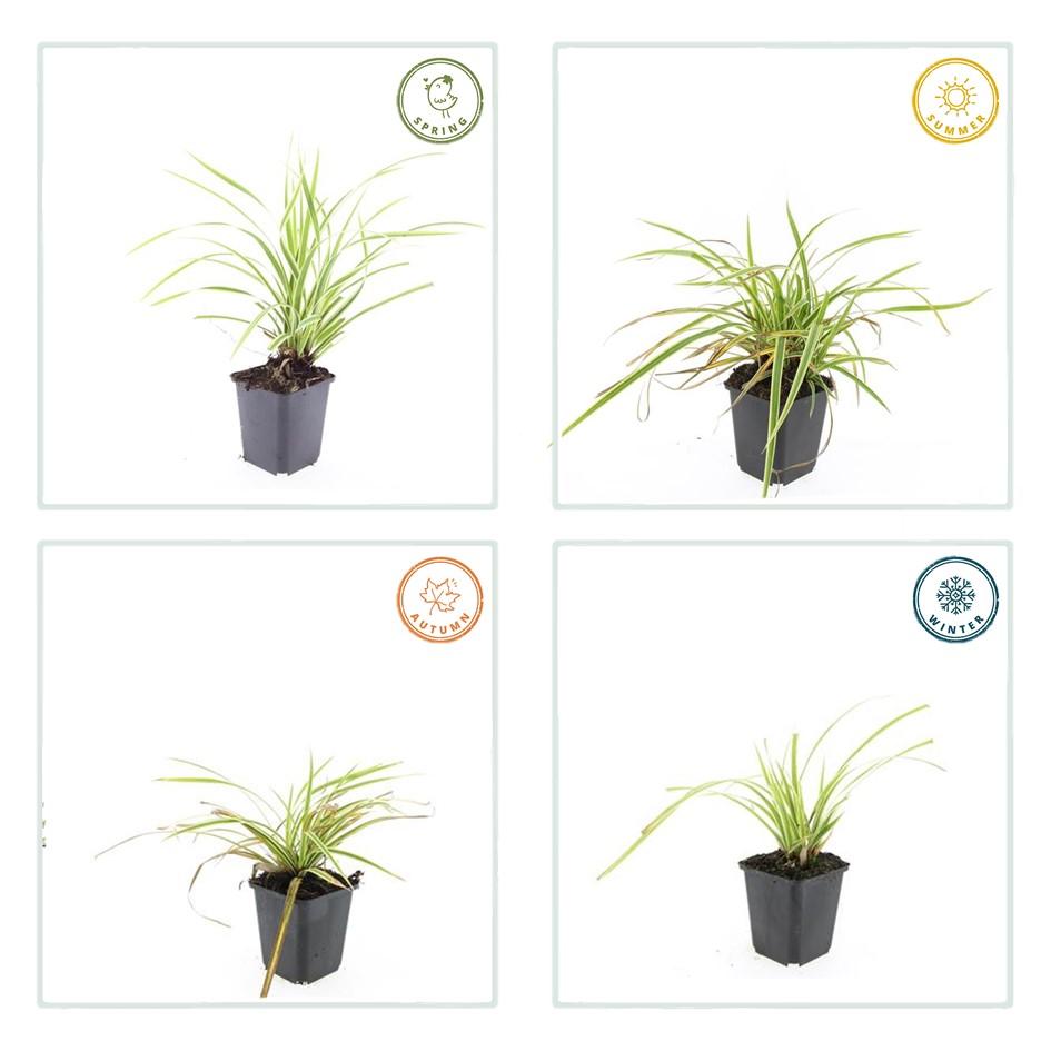 Goldrand Segge Carex morrowii 'Aureovariegata' – ↕10-25cm – Ø9cm – 6 Pflanzen – Immergrünes Ziergras & Bodendecker – Winterhart & pflegeleicht