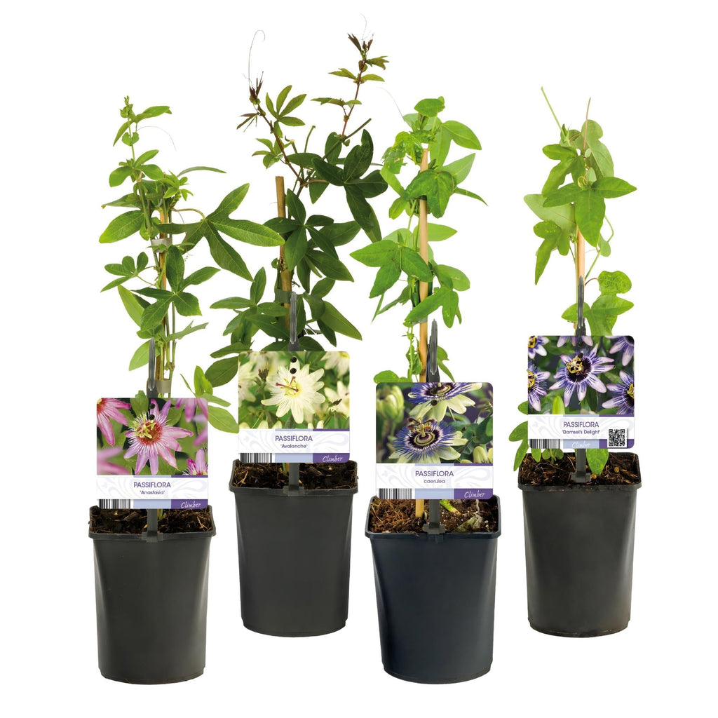 Passionsblume Passiflora Rainbow – 4 Pflanzen 11cm – ca. 40cm hoch – Exotische Kletterpflanze mit rosa, weißen & lila Blüten – Pflegeleicht für Garten, Terrasse & Balkon