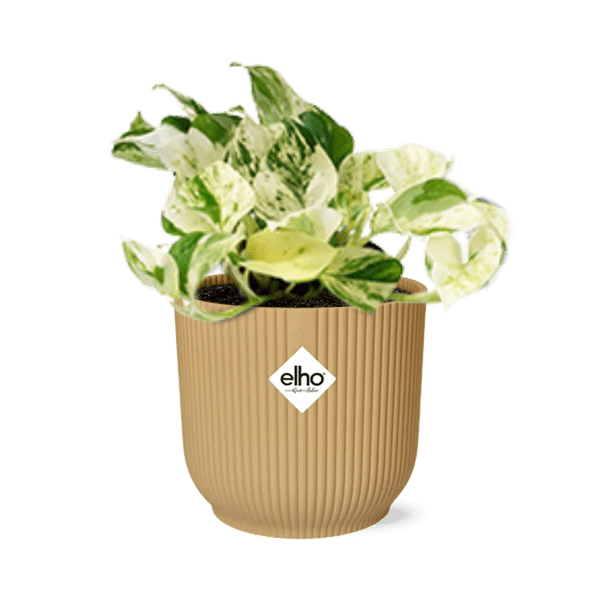 Efeutute – Epipremnum Pinnatum Happy Leaf – pflegeleichte Zimmerpflanze – luftreinigend – dekorativer Topf Vibes Fold 14cm Gelb