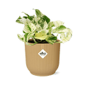 Efeutute – Epipremnum Pinnatum Happy Leaf – pflegeleichte Zimmerpflanze – luftreinigend – dekorativer Topf Vibes Fold 14cm Gelb